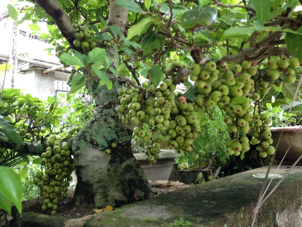 Sung Cảnh Siêu Quả