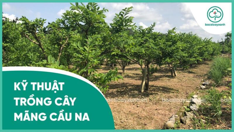 Hướng Dẫn Kỹ Thuật Chi Tiết Cách Trồng Cây Mãng Cầu Ta Hiệu Quả Nhất