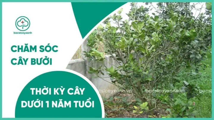 Cách Chăm Sóc Cây Bưởi Mới Trồng Chi Tiết A-Z Từ Chuyên Gia