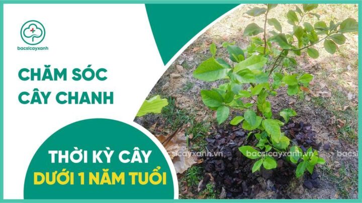 CÁCH CHĂM SÓC CÂY CHANH: Quy Trình Kỹ Thuật Toàn Diện Trong Năm Đầu Tiên