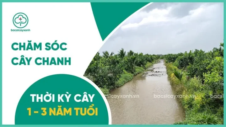 CÁCH CHĂM SÓC CÂY CHANH: Quy Trình Kỹ Thuật Toàn Diện Trong Năm Đầu Tiên