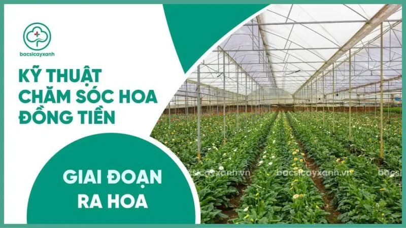 Bí Quyết Cách Chăm Hoa Đồng Tiền Ra Hoa Rực Rỡ Đúng Kỹ Thuật