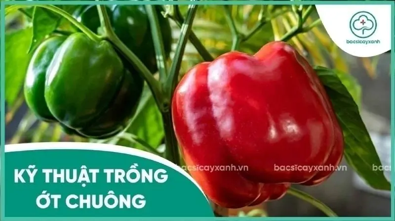 Cách Trồng Cây Ớt Ngọt Hiệu Quả và Đạt Năng Suất Cao
