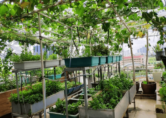 Cách Trồng Cây Bằng Ống Nhựa Hiệu Quả Cho Sân Thượng