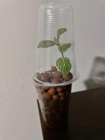 Cách Trồng Cây Fittonia: Hướng Dẫn Chi Tiết Và Chuyên Sâu Cho Người Yêu Cây