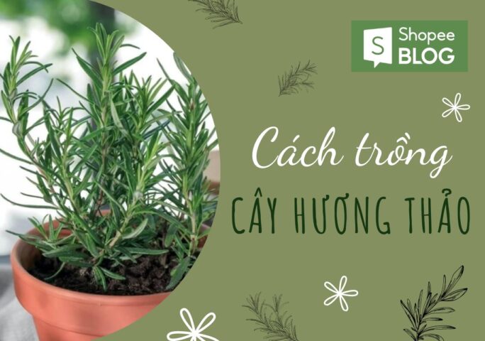 Cách Chăm Sóc Cây Hương Thảo Để Bàn Chuẩn Chuyên Gia Tại Nhà
