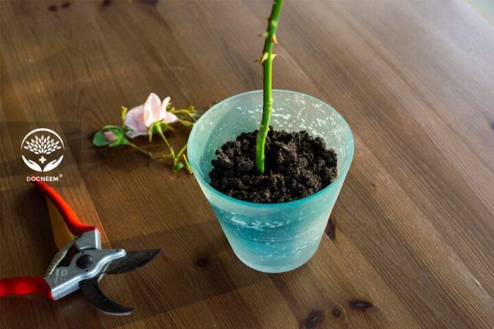 Cách Trồng Cây Hoa Hồng Từ Cành: Hướng Dẫn Chi Tiết A-Z Giâm Cành Thành Công