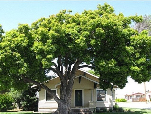 Có Nên Trồng Cây Xanh Trước Nhà Không: Phong Thủy Đúng Và Lợi Ích Thiết Thực Nhất