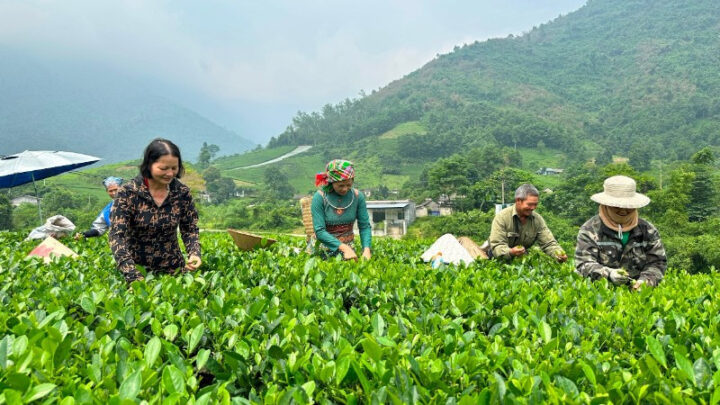 Cách Trồng Cây Chè Xanh Tại Nhà Và Nông Trại Chuẩn Kỹ Thuật