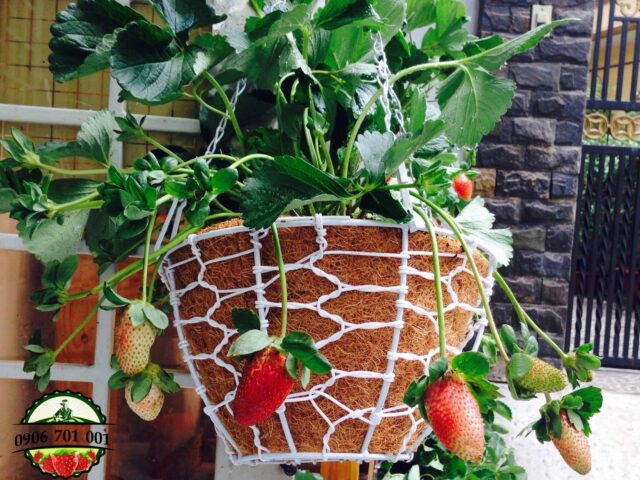 Cách Trồng Cây Dâu Tây Chịu Nhiệt Hiệu Quả Nhất Tại Vùng Khí Hậu Nóng