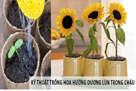 Cách Trồng Hoa Hướng Dương Đón Tết: Bí Quyết Chăm Sóc Đúng Kỹ Thuật