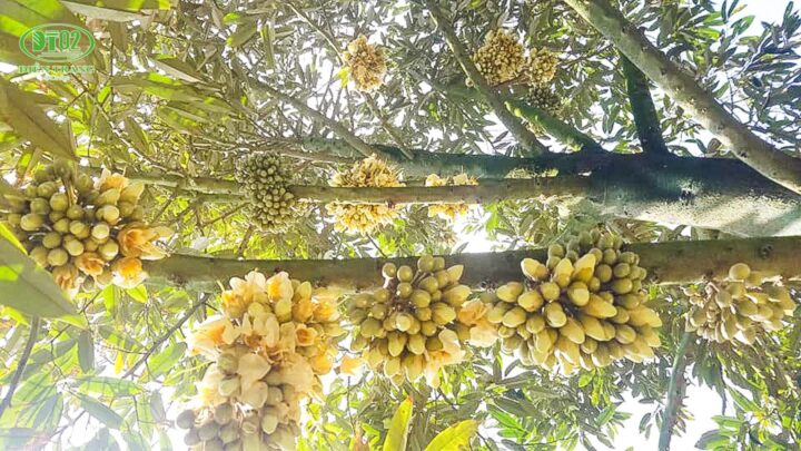 Cách Chăm Sóc Sầu Riêng Khi Ra Hoa: Kỹ Thuật Đảm Bảo Năng Suất