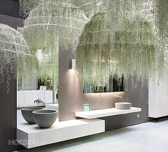 Cách Chăm Sóc Hoa Tóc Tiên Từ A Đến Z: Kỹ Thuật Trồng Và Duy Trì Cây Nở Hoa Quanh Năm