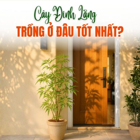 Cây Sung Nên Trồng Ở Đâu: Hướng Dẫn Vị Trí Tối Ưu Nhất Cho Tài Lộc