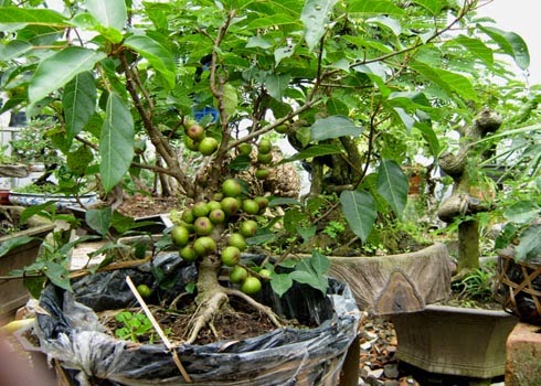 Cách Trồng Cây Sung Trong Chậu Chi Tiết Cho Người Mới Bắt Đầu