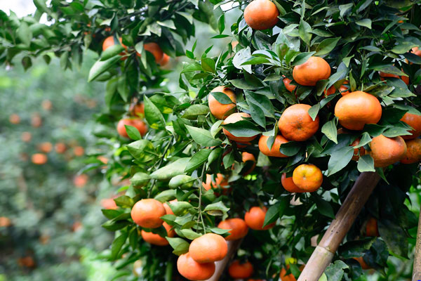 Kỹ Thuật cách chăm sóc cây cam đường canh Toàn Diện Cho Năng Suất Cao