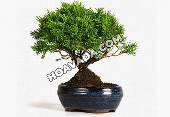 Cách Chăm Sóc Cây Tùng Bồng Lai Chi Tiết Nhất Từ Chuyên Gia Bonsai