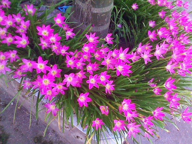 Cách Chăm Sóc Hoa Tóc Tiên Từ A Đến Z: Kỹ Thuật Trồng Và Duy Trì Cây Nở Hoa Quanh Năm