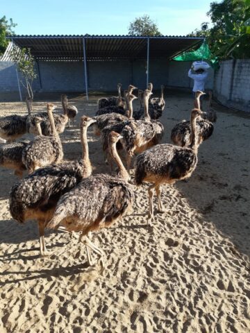 Đất Trắng Nên Trồng Cây Gì: Phân Tích Mô Hình Đầu Tư Đà Điểu