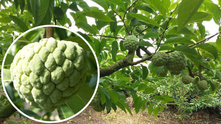 Cách Trồng Cây Na Thái Đạt Năng Suất Cao Nhất