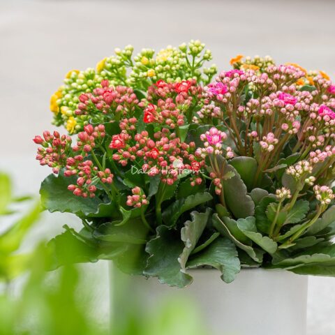 Cách Trồng Và Chăm Sóc Cây Hoa Dẻ: Từ Chọn Giống Đến Ra Hoa Bền Vững