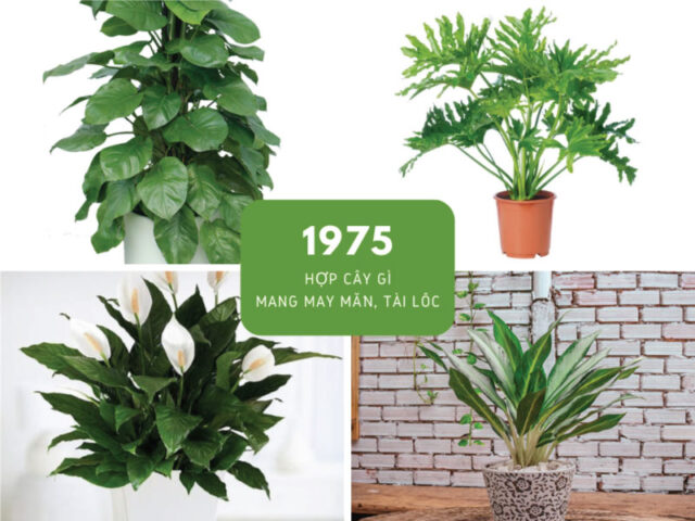 Tuổi Mão Nên Trồng Cây Gì Trước Nhà Để Thu Hút Đại Cát Đại Lợi