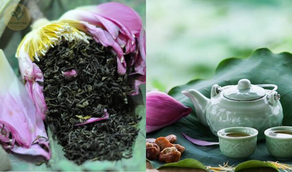 Cách Trồng Hoa Sen Bách Diệp Nở Rộ Và Kỹ Thuật Chăm Sóc Chuyên Sâu