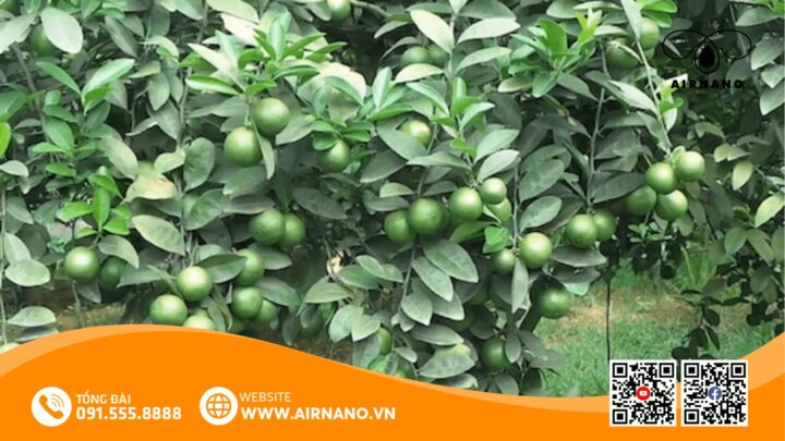 Cách Trồng Cây Lá Màu Đạt Năng Suất Cao và Giữ Hương Thơm Đặc Trưng