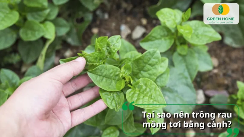CÁCH TRỒNG HOA THANH TÚ BẰNG CÀNH: HƯỚNG DẪN CHI TIẾT ĐẠT HIỆU QUẢ CAO