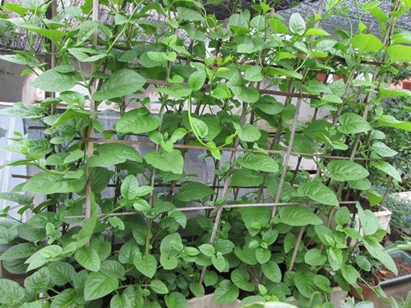 Cách Trồng Cây Mồng Tơi: Hướng Dẫn Toàn Diện Từ A Đến Z Cho Năng Suất Cao