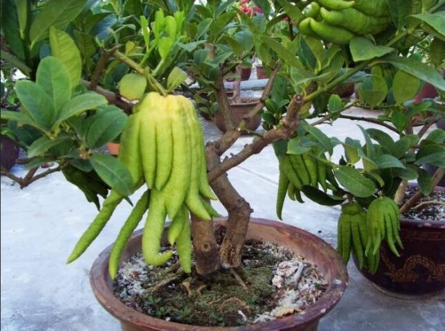 Cách Trồng Cây Phật Thủ Trong Chậu: Hướng Dẫn Chi Tiết Để Ra Quả Đẹp Dịp Tết