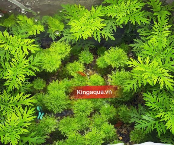 Cách Trồng Cây Thủy Sinh Trong Thùng Xốp: Hướng Dẫn Chi Tiết A-Z