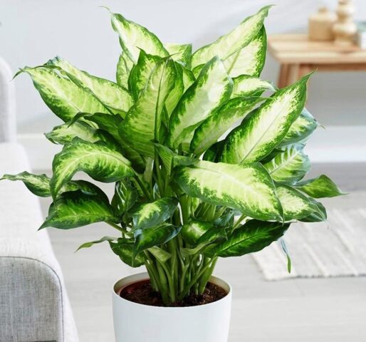 Loại Cây Không Nên Trồng Trong Nhà: 8 Cảnh Báo Nguy Hiểm Cần Tránh