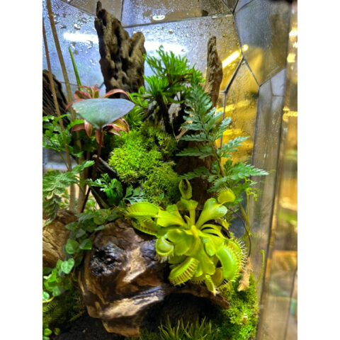 Cách Trồng Cây Bẫy Kẹp Chi Tiết: Chuyên Gia Hướng Dẫn A-Z