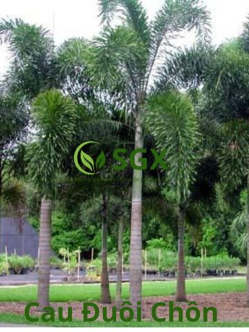 Cách Chăm Sóc Cây Đuôi Chồn Phát Triển Xanh Tốt Và Khỏe Mạnh