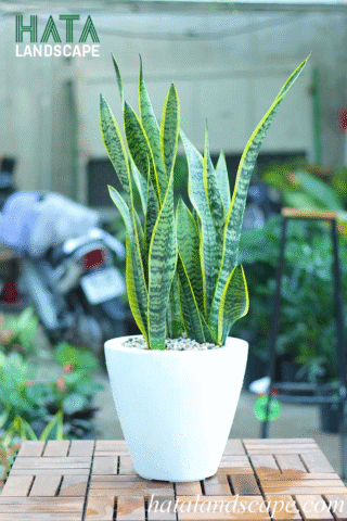 Cây Lưỡi Hổ Nên Trồng Ở Đâu: Hướng Dẫn Chi Tiết Vị Trí Tối Ưu Nhất