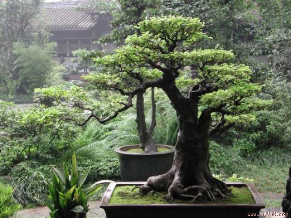 Cách Trồng Cây Cát Lồi Thành Công Và Chăm Sóc Đạt Chuẩn Bonsai