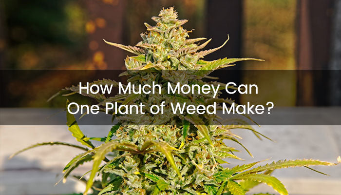 Có Nên Trồng Cây Tùng Trước Nhà Không: Phân Tích Chuyên Sâu Về Phong Thủy Và Kỹ Thuật