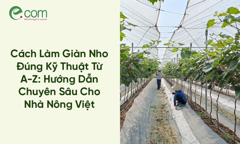 Cách Trồng Hoa Thược Dược Đón Tết: Kỹ Thuật Chuyên Sâu Từ A-Z