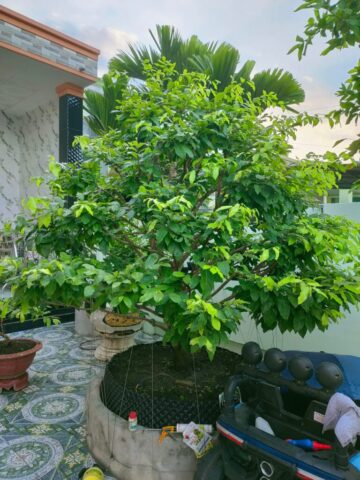 Cách Chăm Sóc Cây Nguyệt Quế Ra Hoa Quanh Năm Đạt Hiệu Quả Cao Nhất