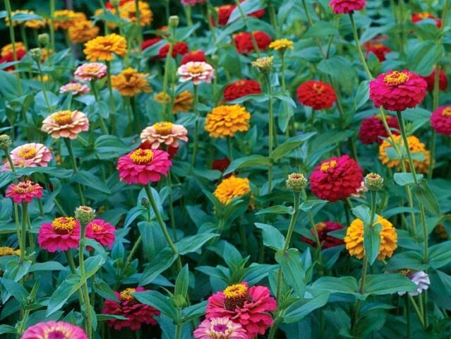 Cách Trồng Hoa Cúc Ngũ Sắc Đạt Chuẩn Kỹ Thuật Từ A Đến Z