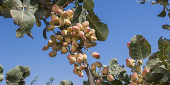 Cách Trồng Cây Hạt Dẻ Cười: Kỹ Thuật Chăm Sóc Chuyên Sâu Đạt Hiệu Quả Cao