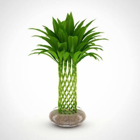 Cách Trồng Cây Trúc Phú Quý: Hướng Dẫn Chi Tiết Từ A Đến Z Để Thu Hút Tài Lộc