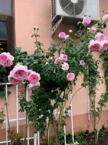 Cách Chăm Sóc Hoa Hồng Leo Mon Coeur: Kỹ Thuật Chuyên Sâu Đạt Giàn Hoa Rực Rỡ