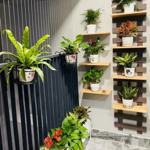 Ban Công Chung Cư Nên Trồng Cây Gì: Hướng Dẫn Chi Tiết Toàn Diện