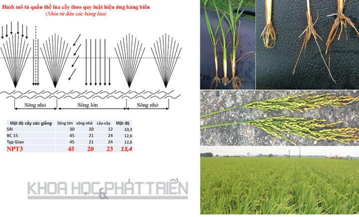 Cách Trồng Cây Lúa Chi Tiết: Hướng Dẫn Kỹ Thuật Từ A Đến Z Cho Năng Suất Cao