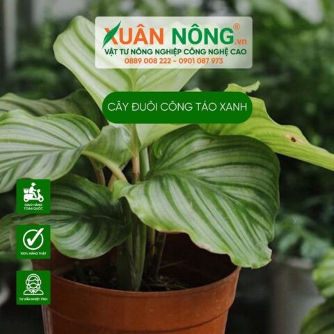 Cách Trồng Và Chăm Sóc Cây Đuôi Công Chi Tiết Từ A Đến Z Cho Người Mới