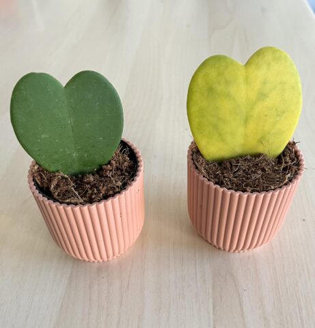 Cách Trồng Cây May Mắn Hình Trái Tim Chi Tiết Từ A Đến Z