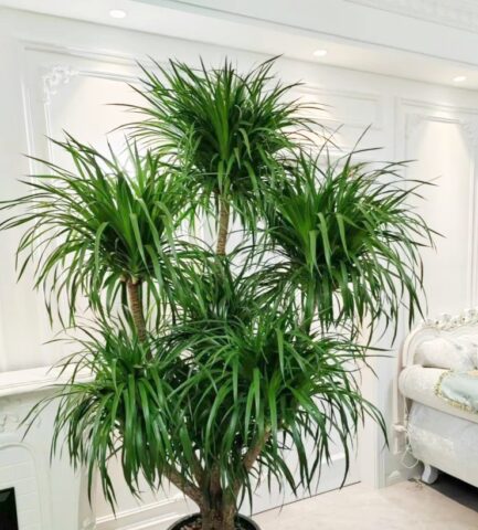 cây gì nên trồng trước cửa nhà Mang Lại Tài Lộc, May Mắn