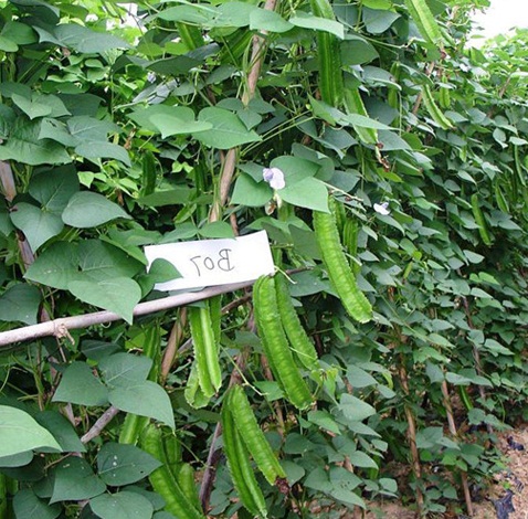 Cách Trồng Và Chăm Sóc Cây Đậu Rồng Chuẩn Kỹ Thuật Cho Năng Suất Cao